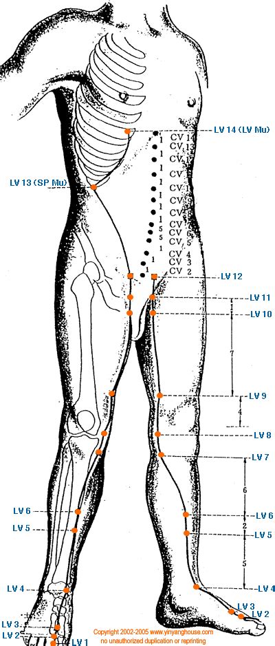 liver meridian chart.